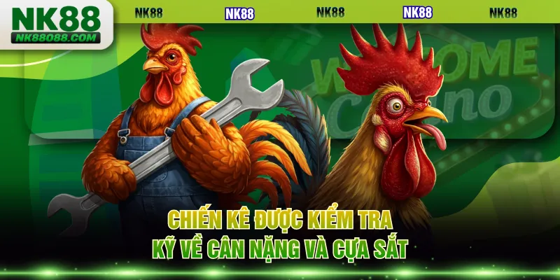 Chiến kê được kiểm tra kỹ về cân nặng và cựa sắt